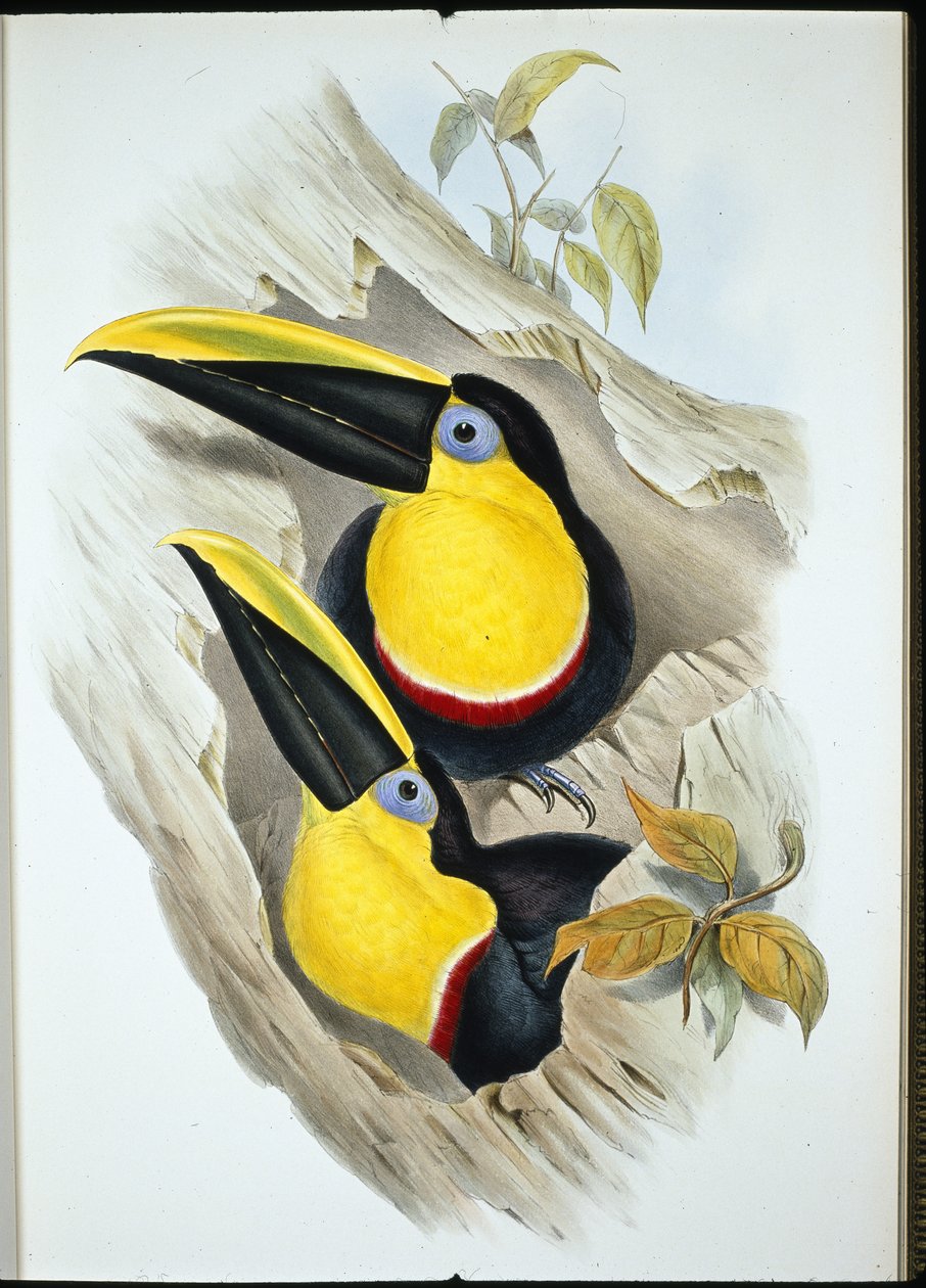Epävarma tukaani (Ramphastos Ambiguus) (käsinvärinen lito) tekijältä John (after) Gould