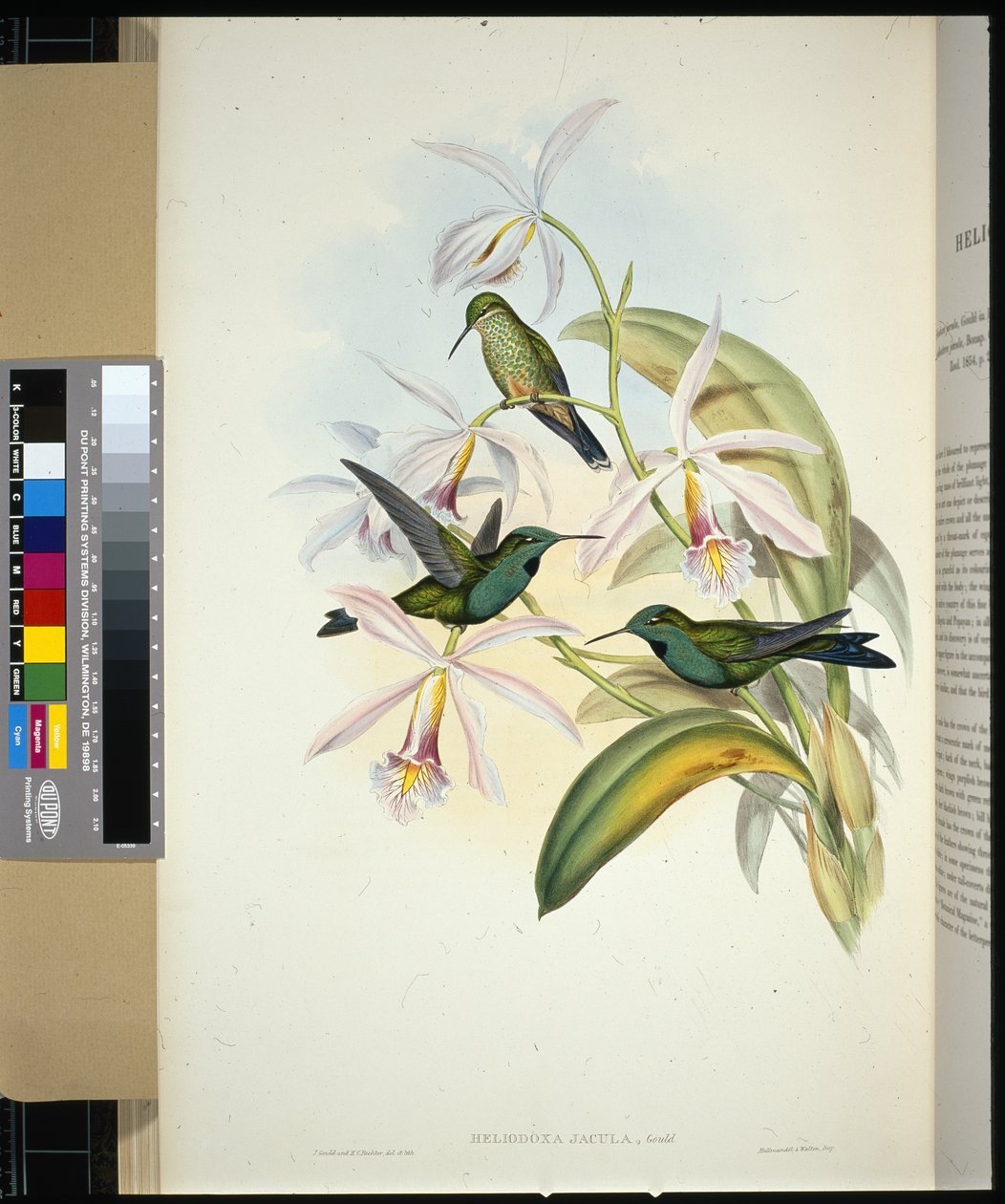 Vihreäkruunuinen Brilliant (heliodoxa jacula) (käsinvärinen lito) tekijältä John (after) Gould