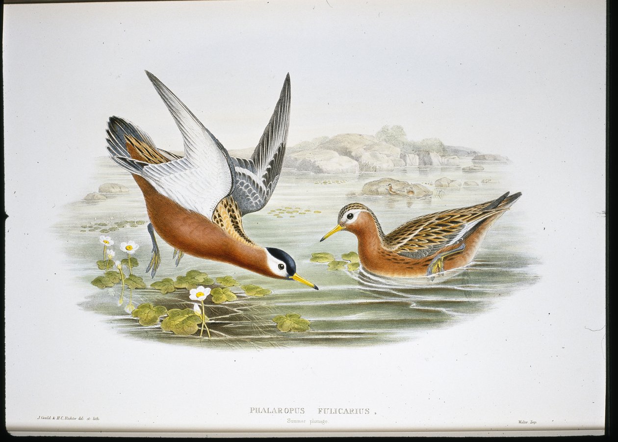 Harmaa phalarope (Phalaropus Fulicarius) (käsinvärinen lito) tekijältä John (after) Gould