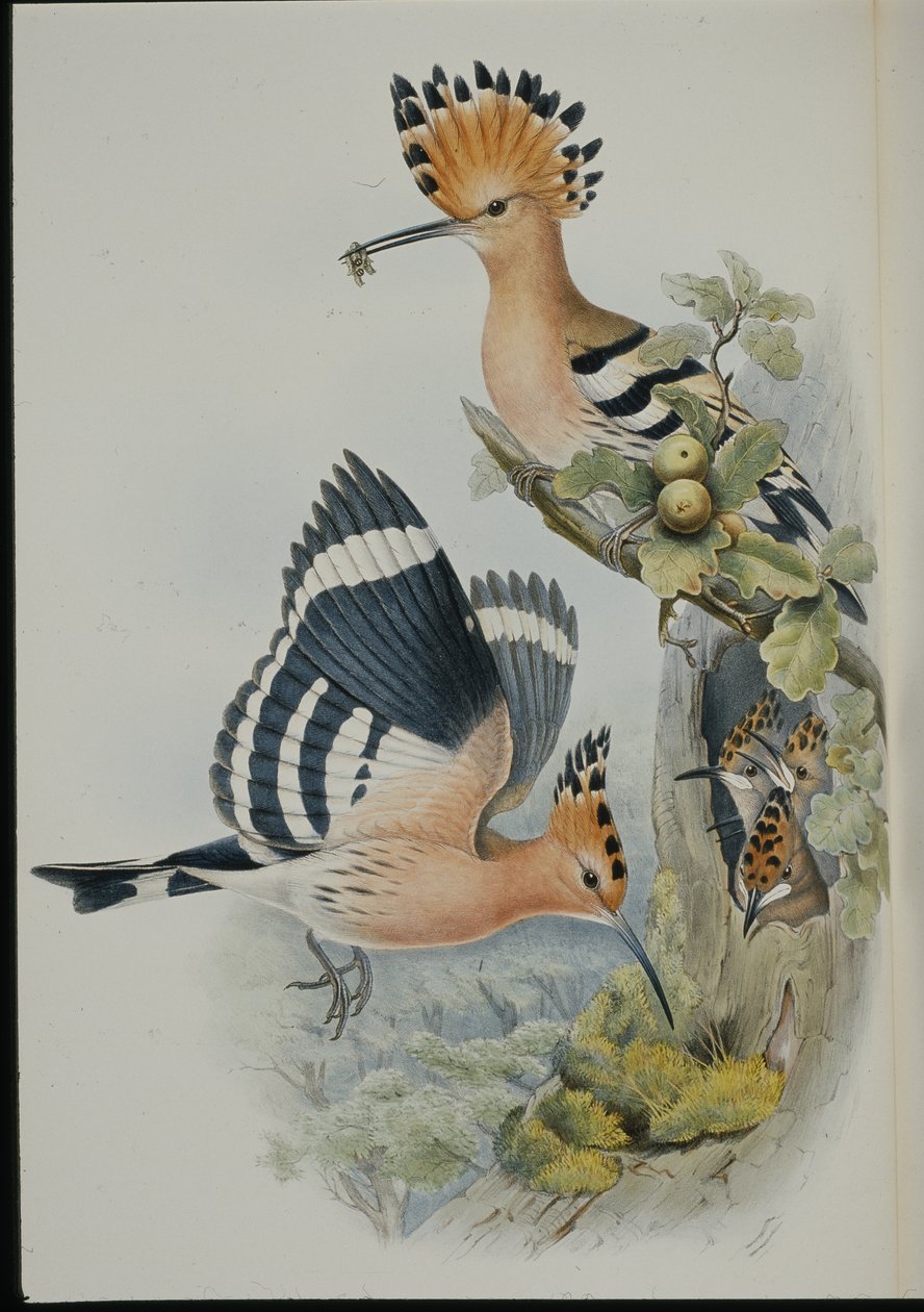 Hoopoe (Upupa Epops) (käsinvärinen lito) tekijältä John (after) Gould