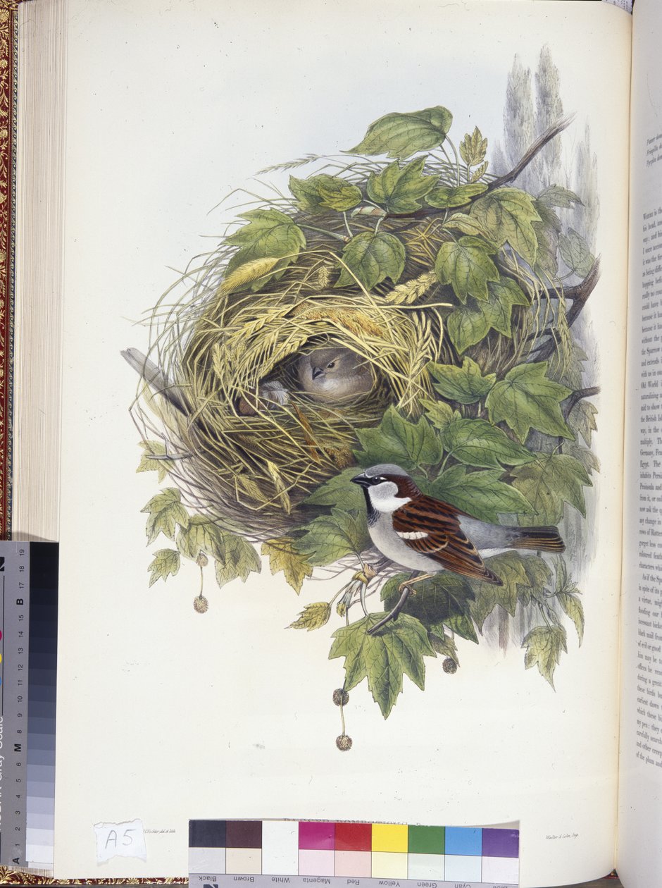 Varpunen (Passer domesticus) (käsinvärinen lito) tekijältä John (after) Gould