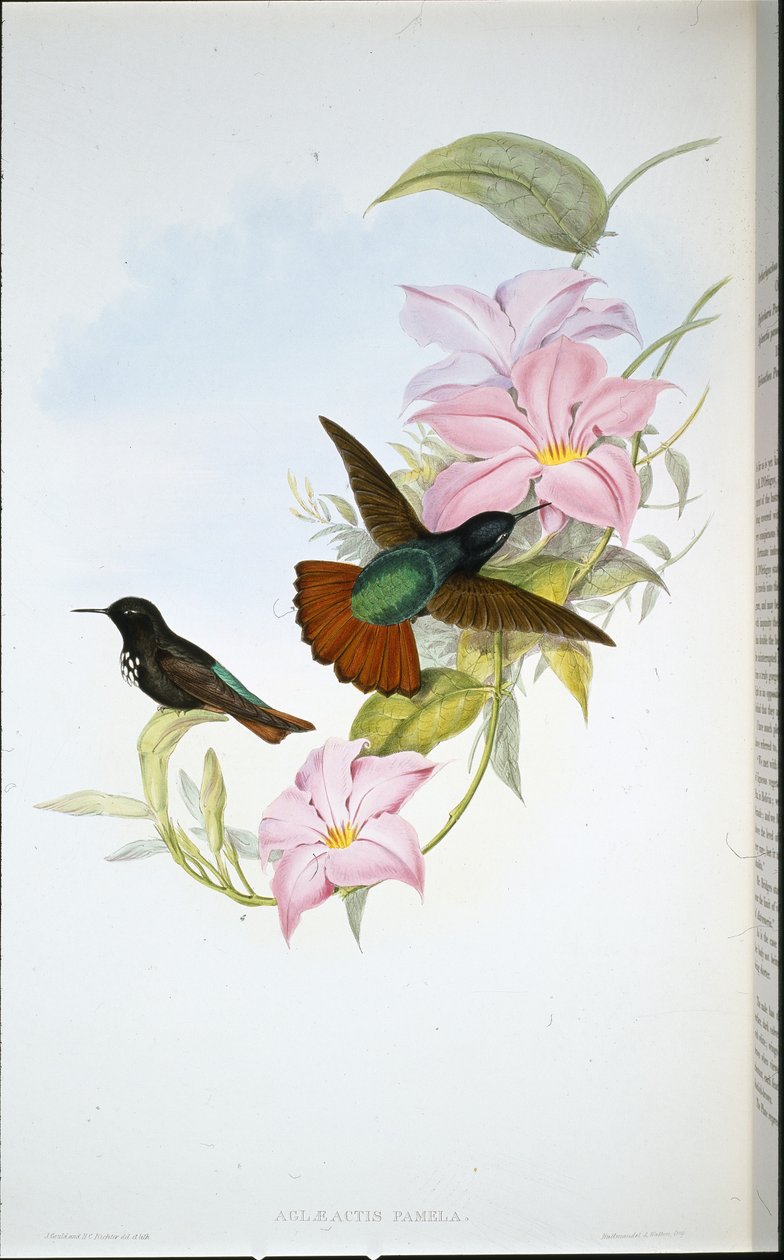 Pamelan auringonsäde (Aglaeactis Pamela) (käsinvärinen lito) tekijältä John (after) Gould