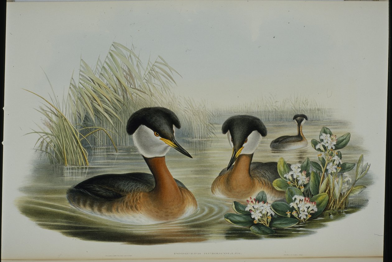 Punakaulavihku (Podiceps Rubricollis) (käsinvärinen lito) tekijältä John (after) Gould