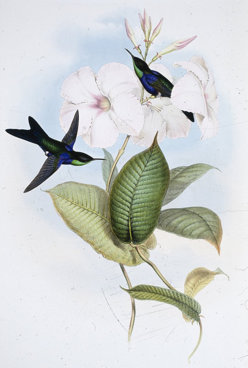 Refulgent Panoplites (Thalurania Refulgens) (käsinvärinen litho) tekijältä John (after) Gould
