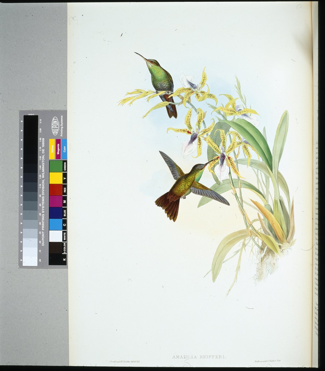 Rieggerin Amazili (amazilia Riefferi) (käsinvärinen lito) tekijältä John (after) Gould