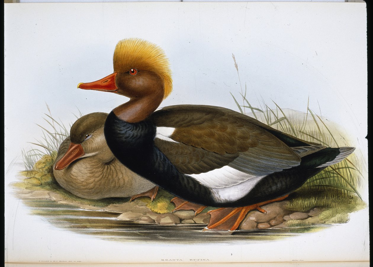 Shoveller (Spatula Clypeata) (käsinvärinen lito) tekijältä John (after) Gould