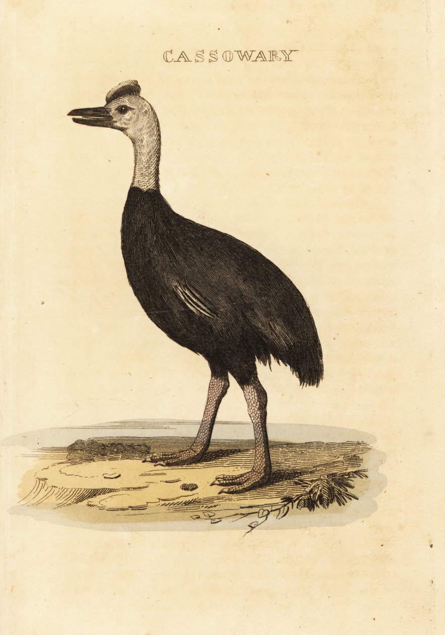 Eteläinen kasuari, Casuarius casuarius tekijältä John (after) Latham