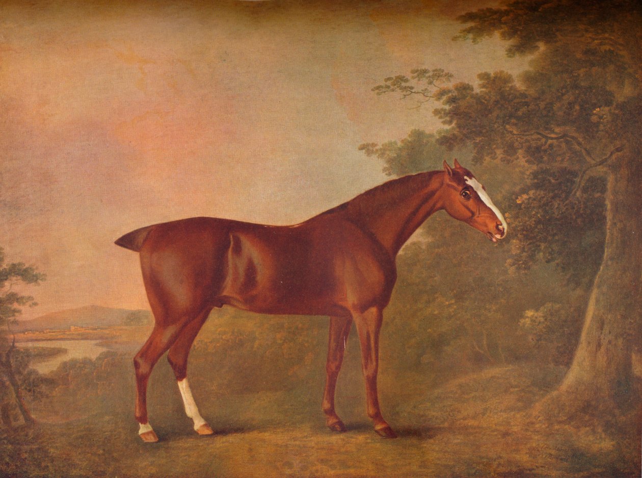 "A Dark Chestnut", 1788 tekijältä John Boultbee