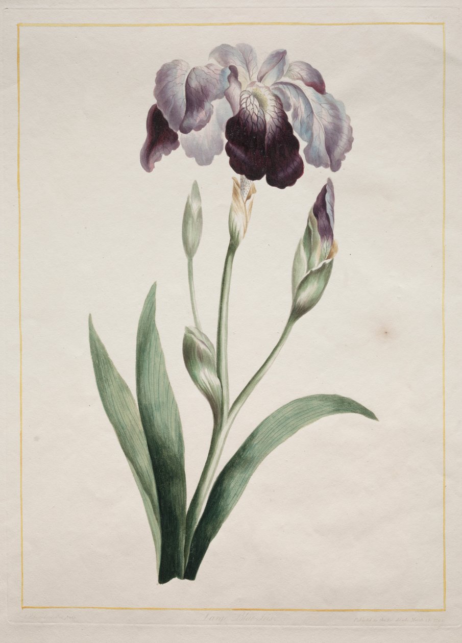 Japanilainen iiris (Large Blue Iris) tekijältä John Edwards