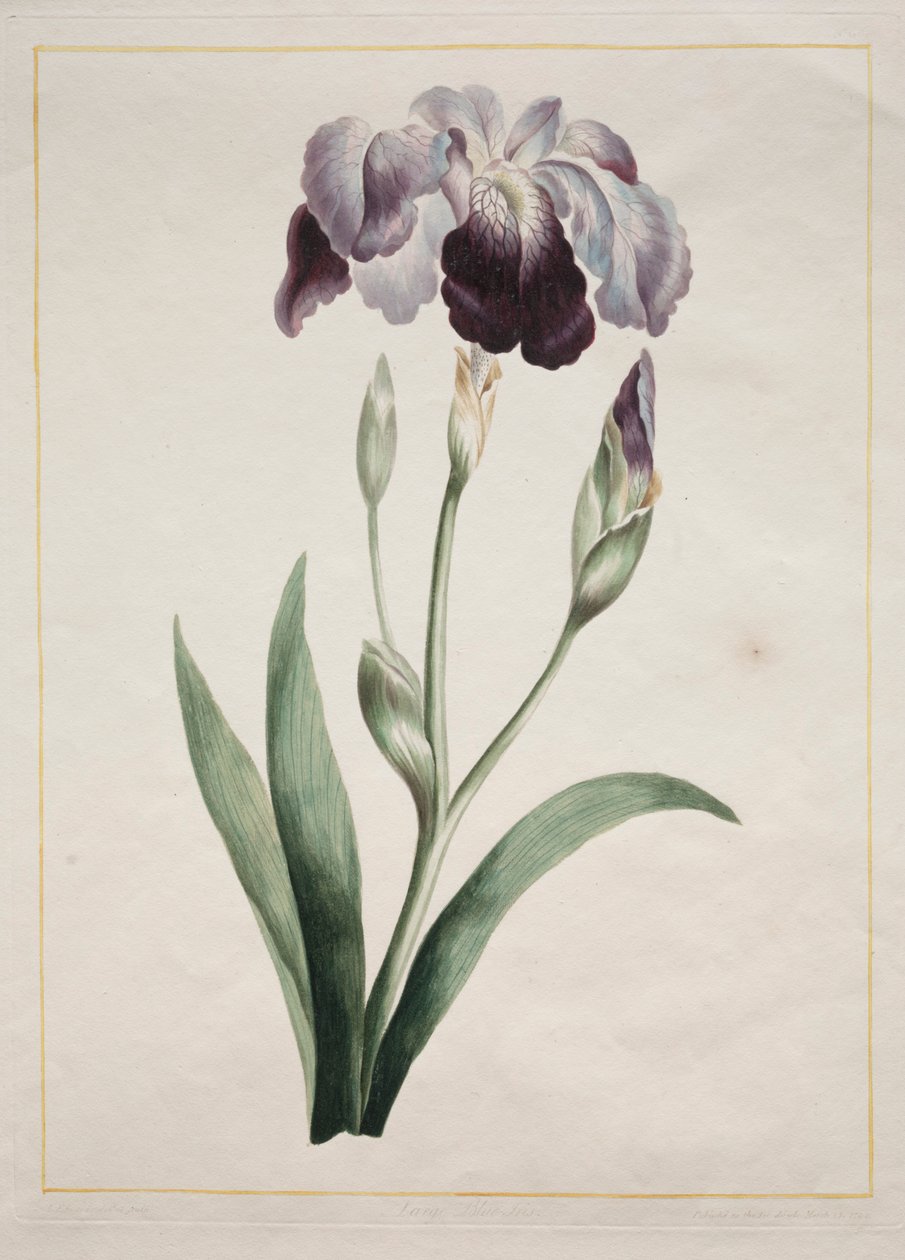 Japanilainen Iris Large Blue Iris, 1801. tekijältä John Edwards