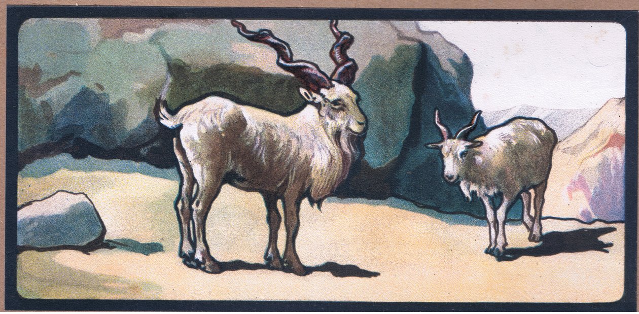 Markhor (vuohi) tekijältä John Edwin Noble