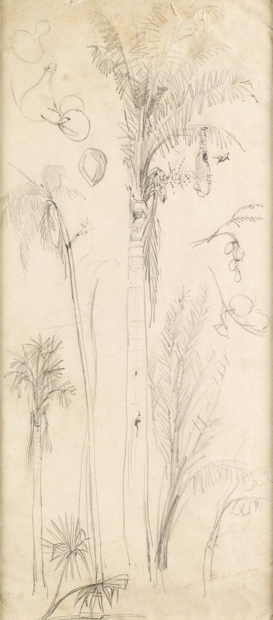 Palmut (kynä paperille) tekijältä John Everett Millais