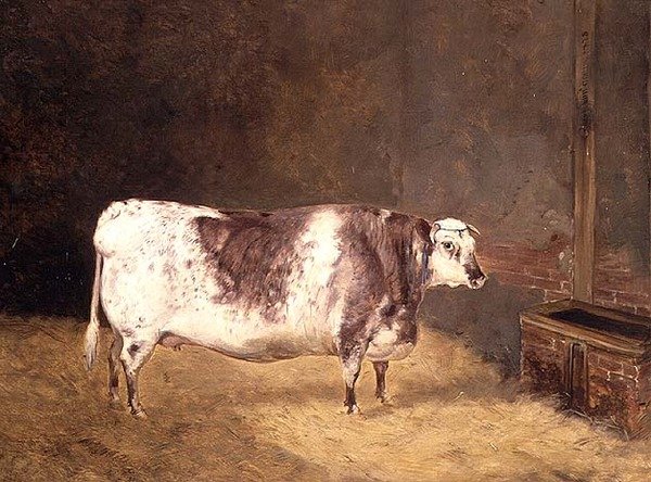 Shorthorn lehmä tekijältä John Goode