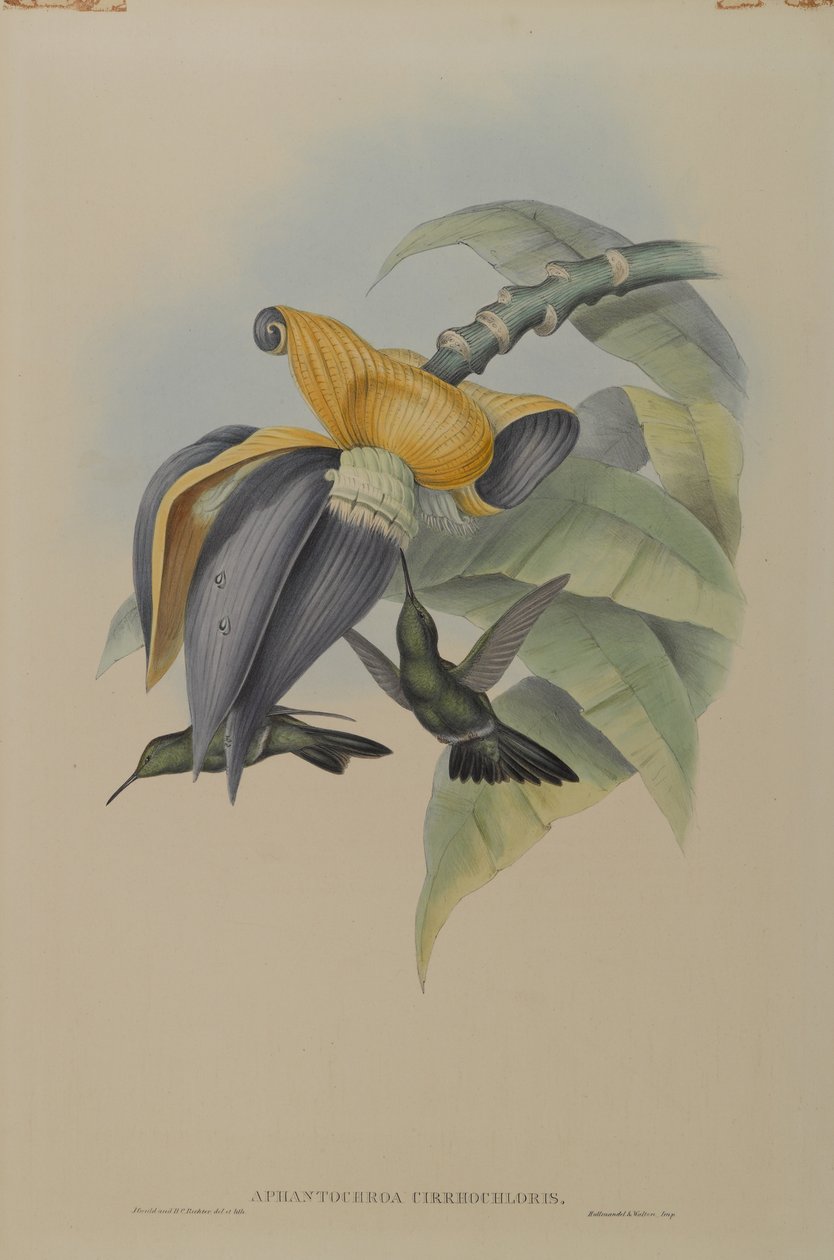 Aphantochroa Cirrhochloris: Sombre Humming Bird tekijältä John Gould