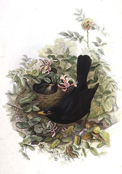 Mustarastas tekijältä John Gould