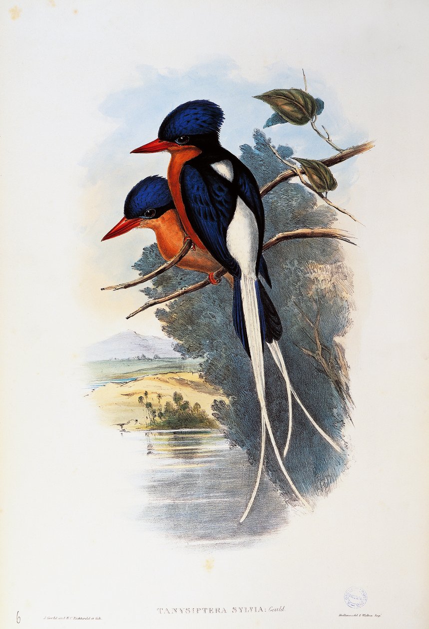 Buffreasted Paradise-kingfisher (Tanysiptera sylvia) tekijältä John Gould
