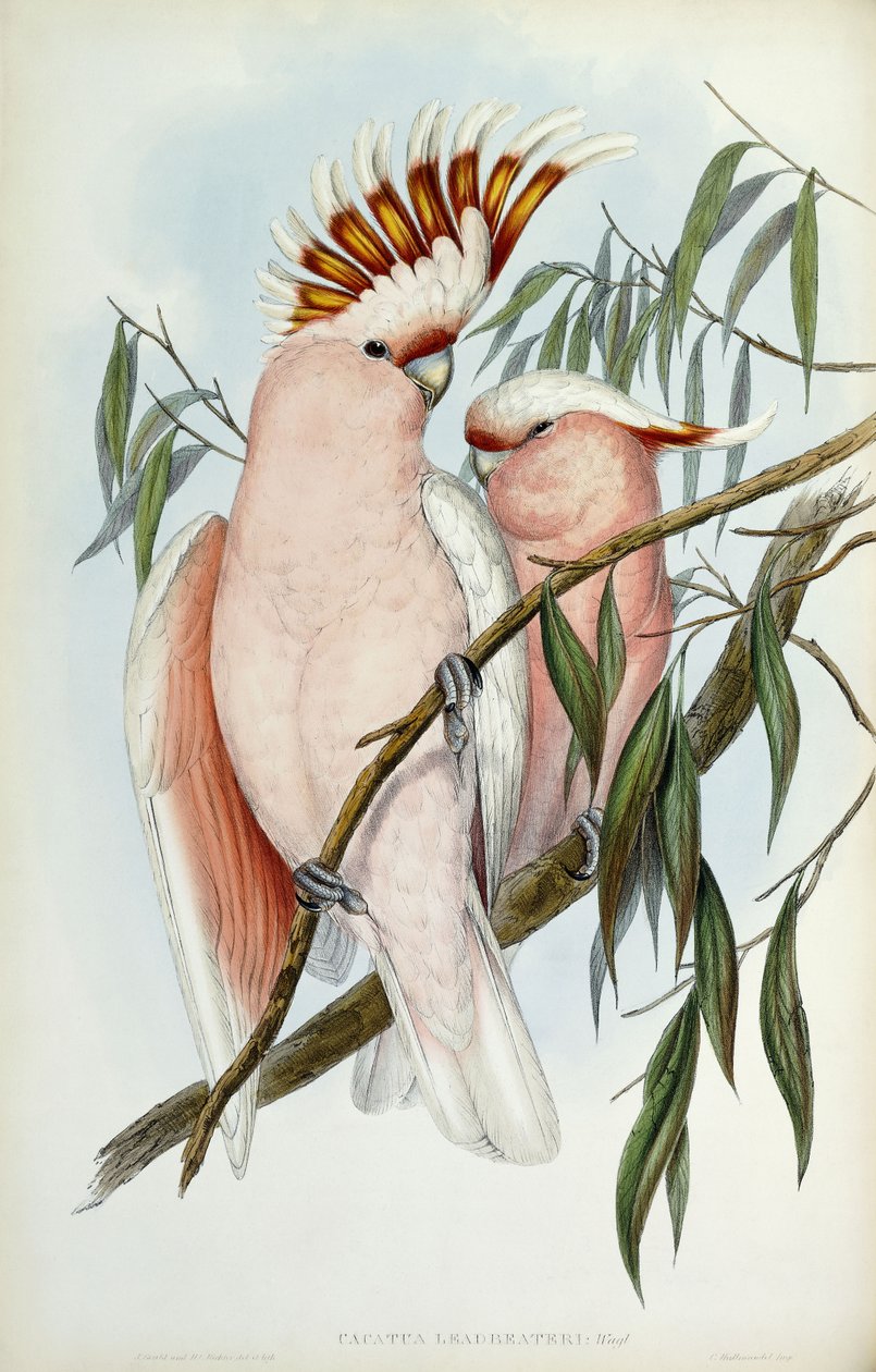 Cockatoo Leadbeateri, 1848-1869 tekijältä John Gould