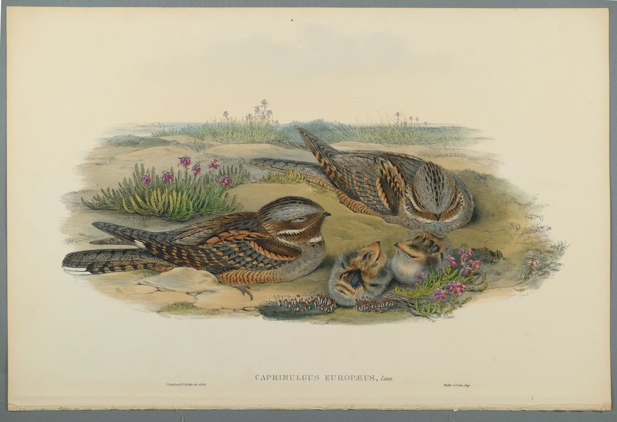 Caprimulgus Europaeus (värillinen lito kudospaperilla) tekijältä John Gould