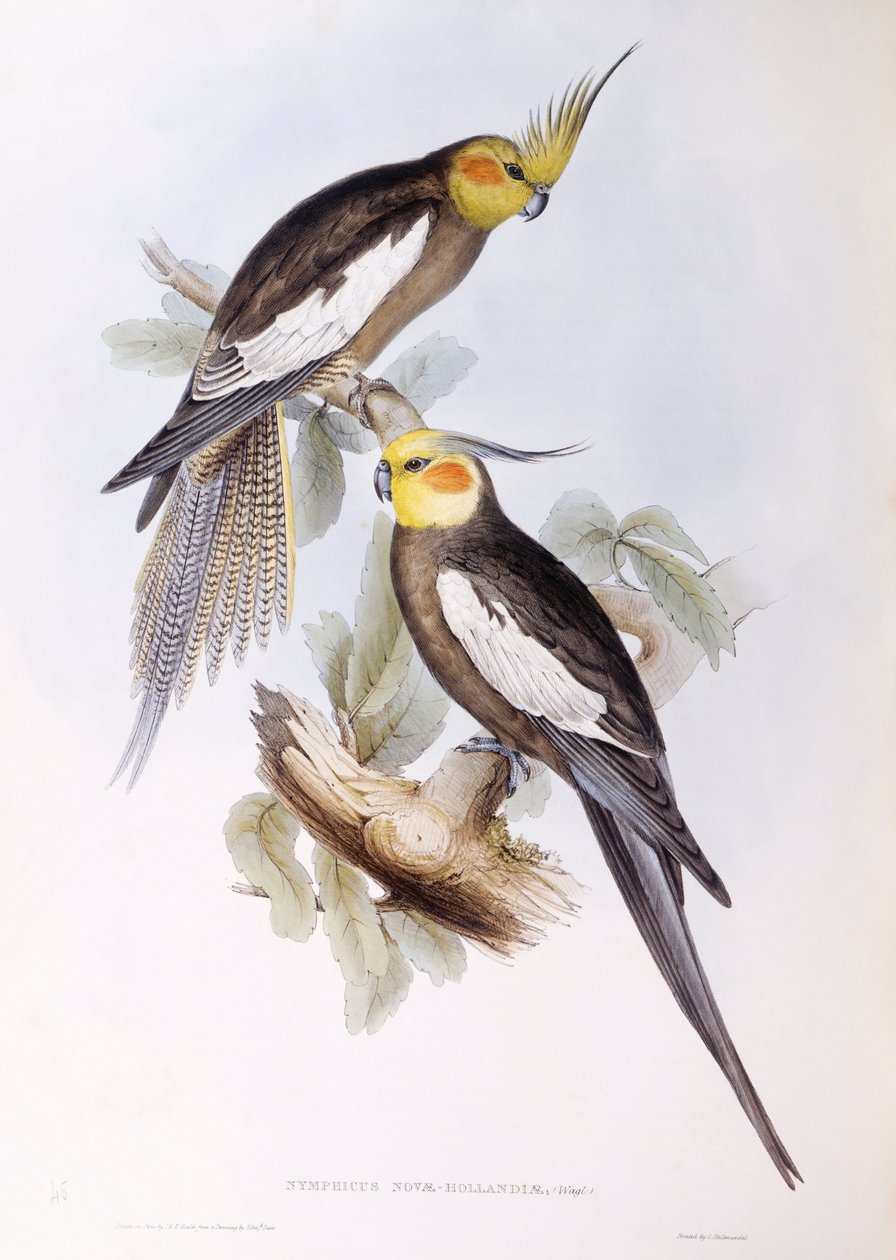 Cockatiel (Nymphicus hollandicus), kaiverrus John Gould tekijältä John Gould