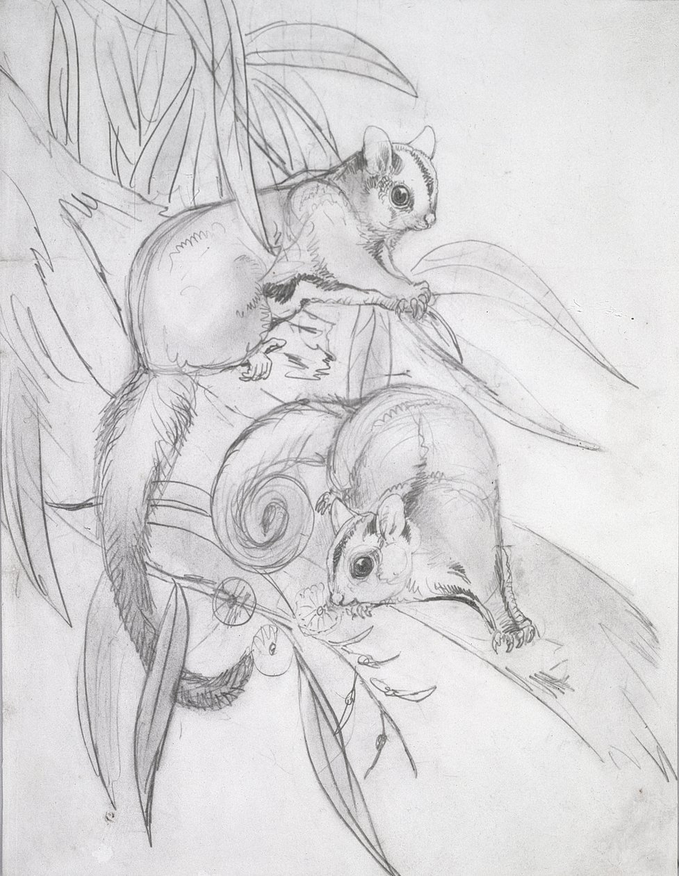 Liukuvat possumit (lyijykynä) tekijältä John Gould