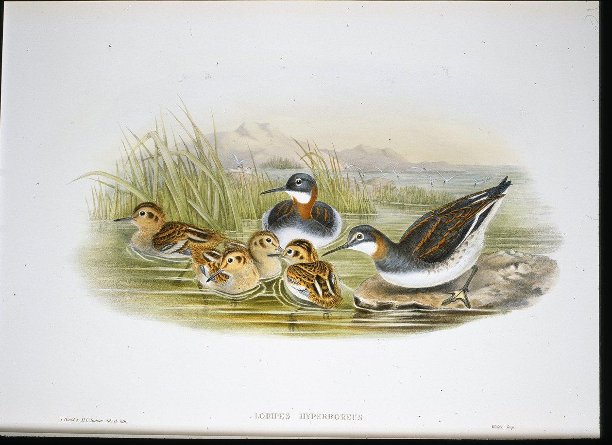 Kiiltävä Ibis (Falcinellus Igneus) (käsinvärinen lito) tekijältä John Gould