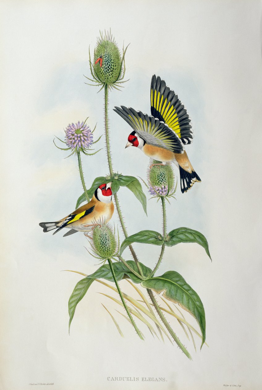 Kultasipsikko (Carduelis Elegans) (käsinvärinen litho) tekijältä John Gould