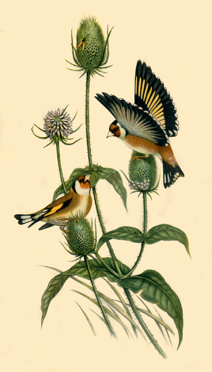 "Goldfinches", 1863, 1942. tekijältä John Gould