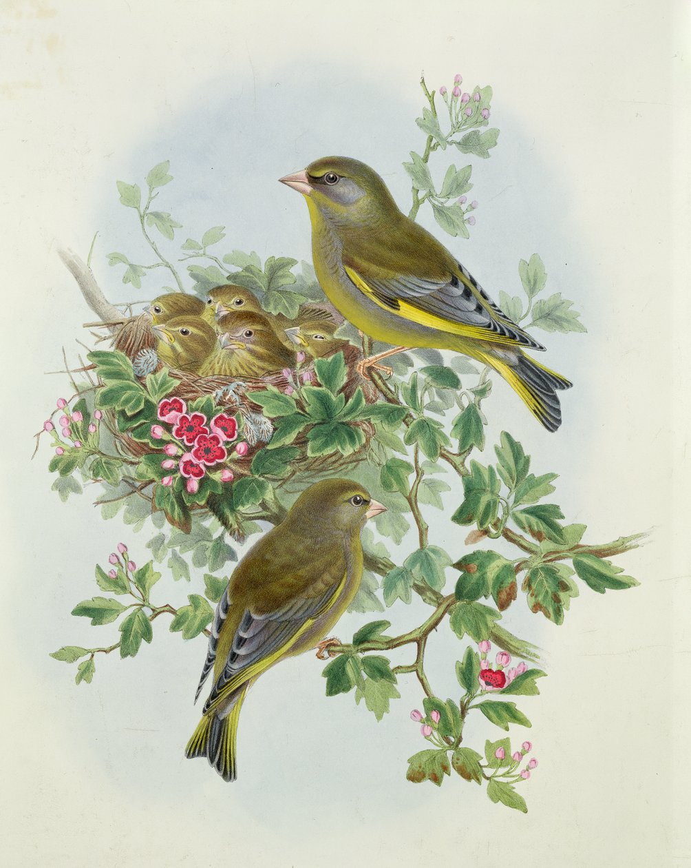 Viherpeippo, 1873 (wc, kynä paperille) tekijältä John Gould