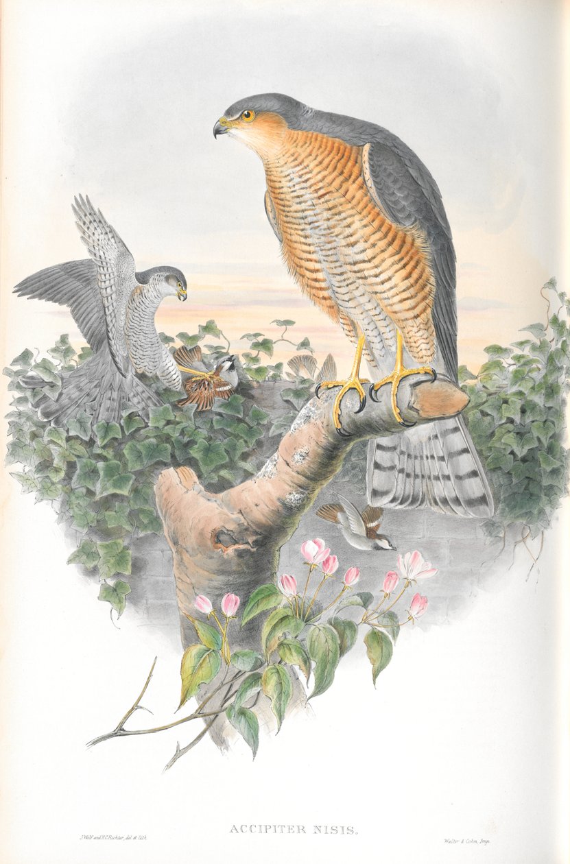 Kuva Accipiter Nisis (Sparrow-hawk) tekijältä John Gould