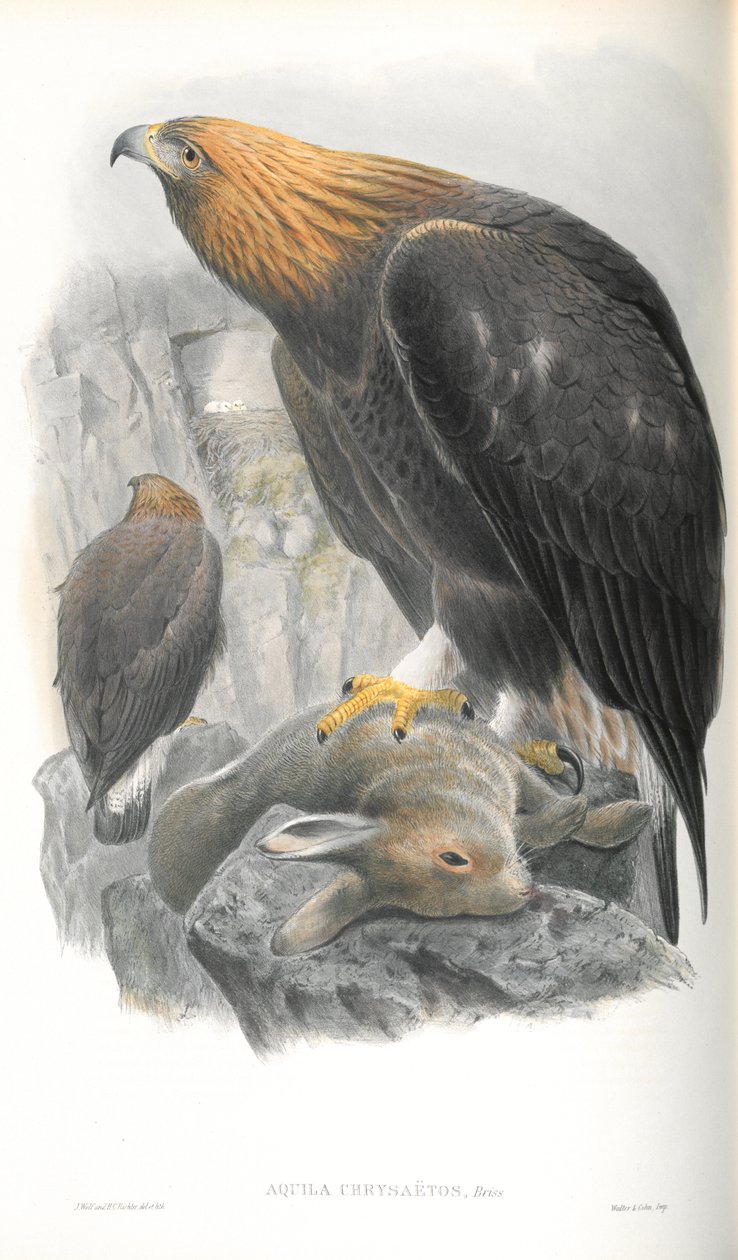 Kuva Aquila Chrysaetos (Golden Eagle) tekijältä John Gould