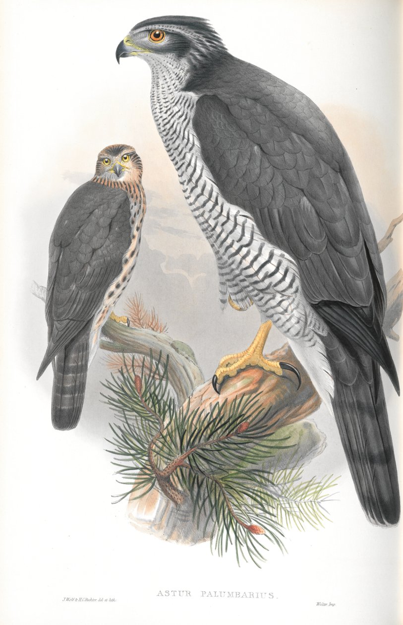 Kuva Astur Palumbarius (Goshawk) tekijältä John Gould