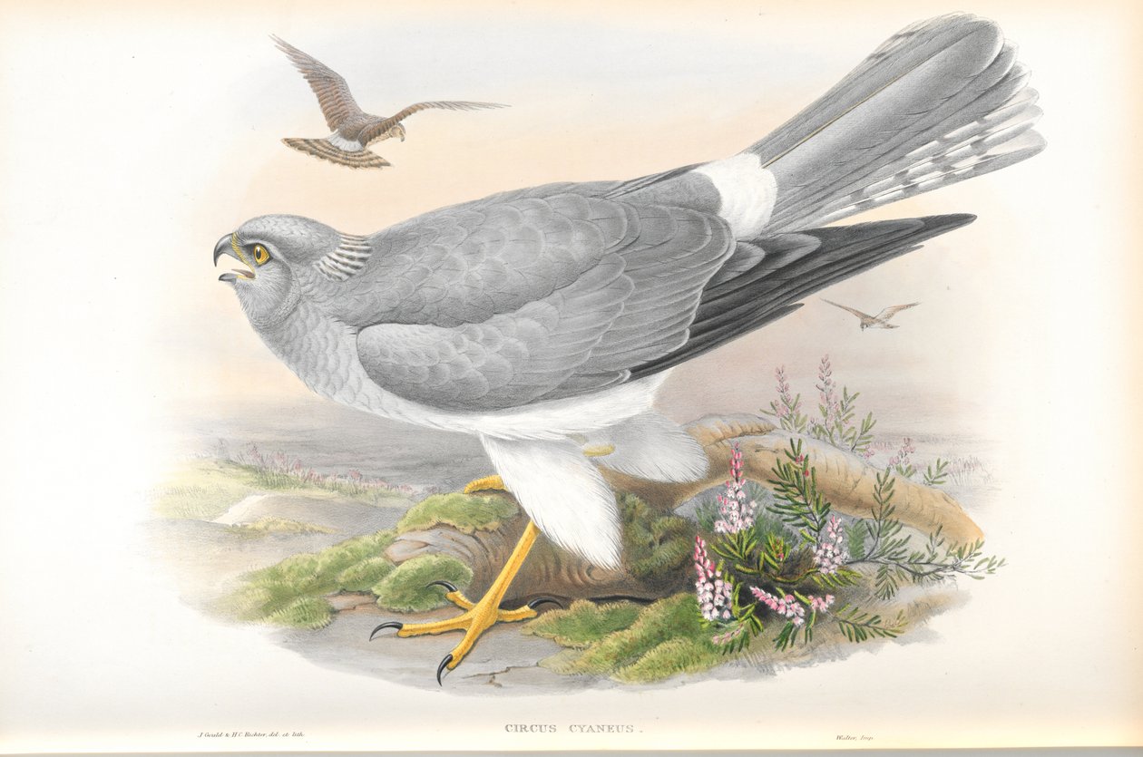 Kuva Circus Cyaneuksesta (Hen Harrier) tekijältä John Gould