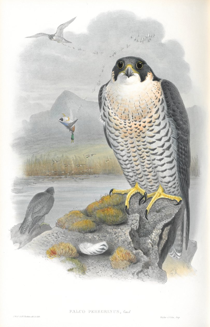 Kuva Falco Peregrinusista (Peregrine Falcon) tekijältä John Gould