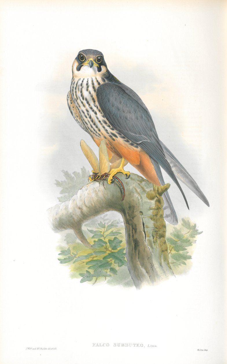 Kuva Falco Subbuteosta (harrastus) tekijältä John Gould