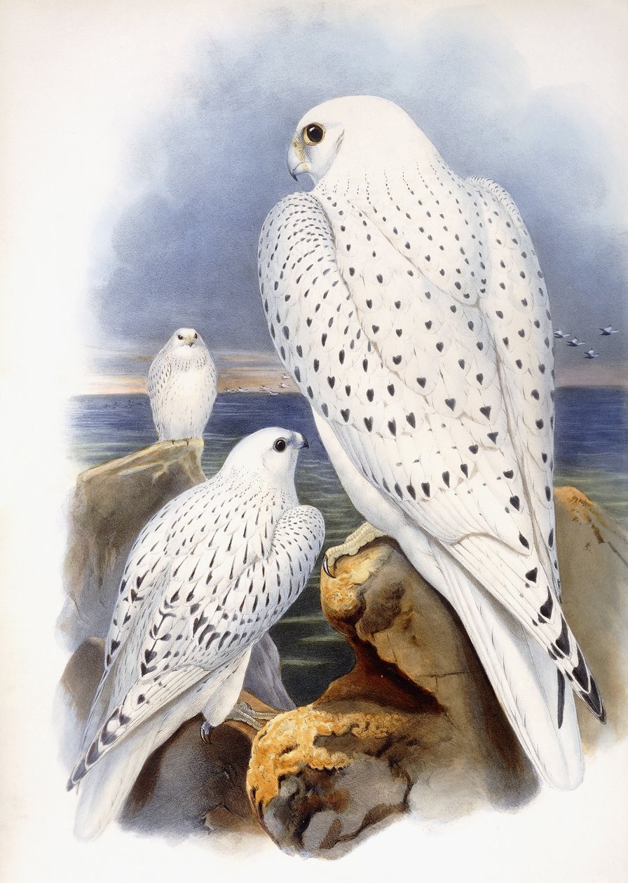 Kuva haukoista, 1873 tekijältä John Gould