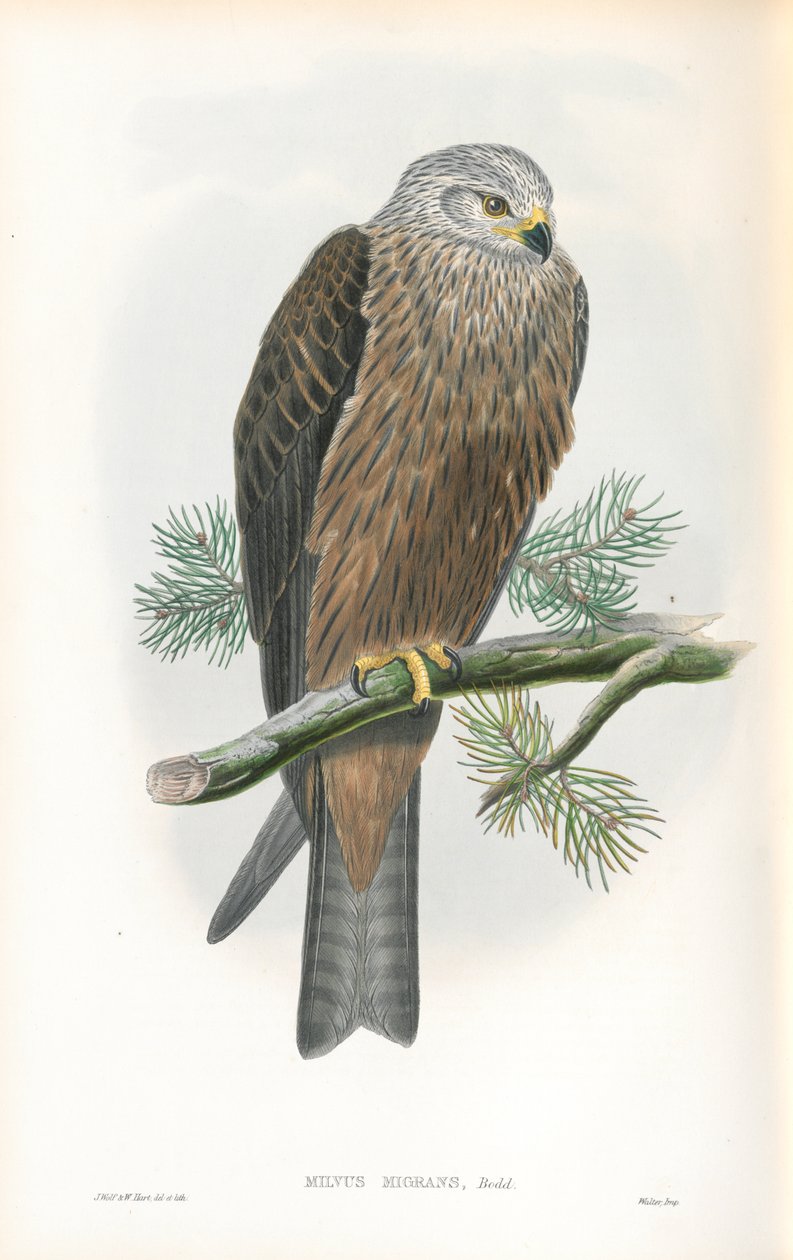 Kuva Milvus Migransista (musta leija) tekijältä John Gould
