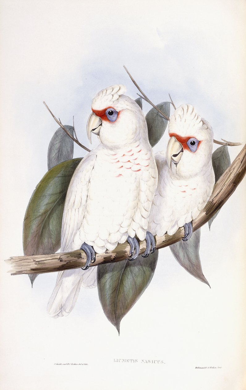 Pitkänokkainen kakadu tekijältä John Gould