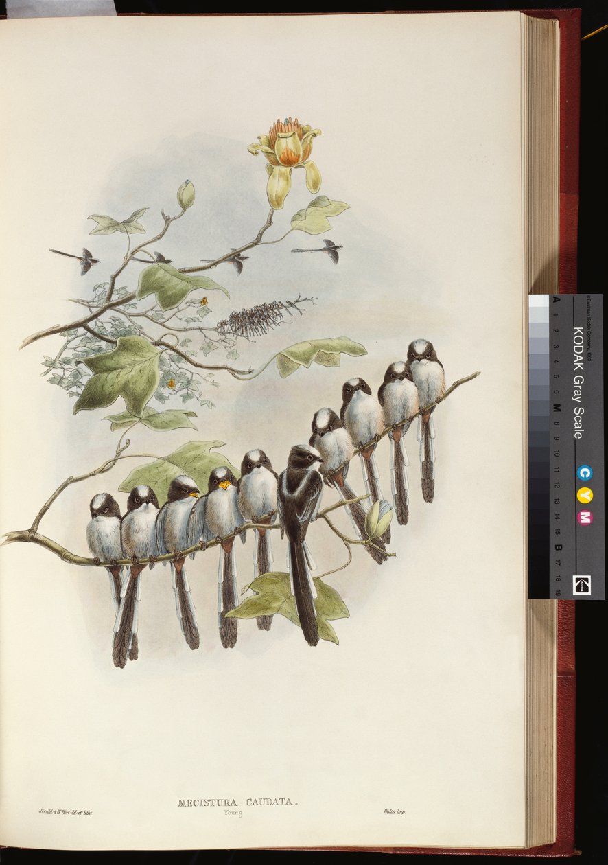 Pitkähäntätiainen tekijältä John Gould