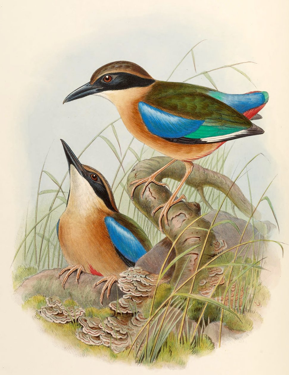 Mangrove Pitta (sinisiipinen Pitta) Pitta megarhyncha Schlegel tekijältä John Gould