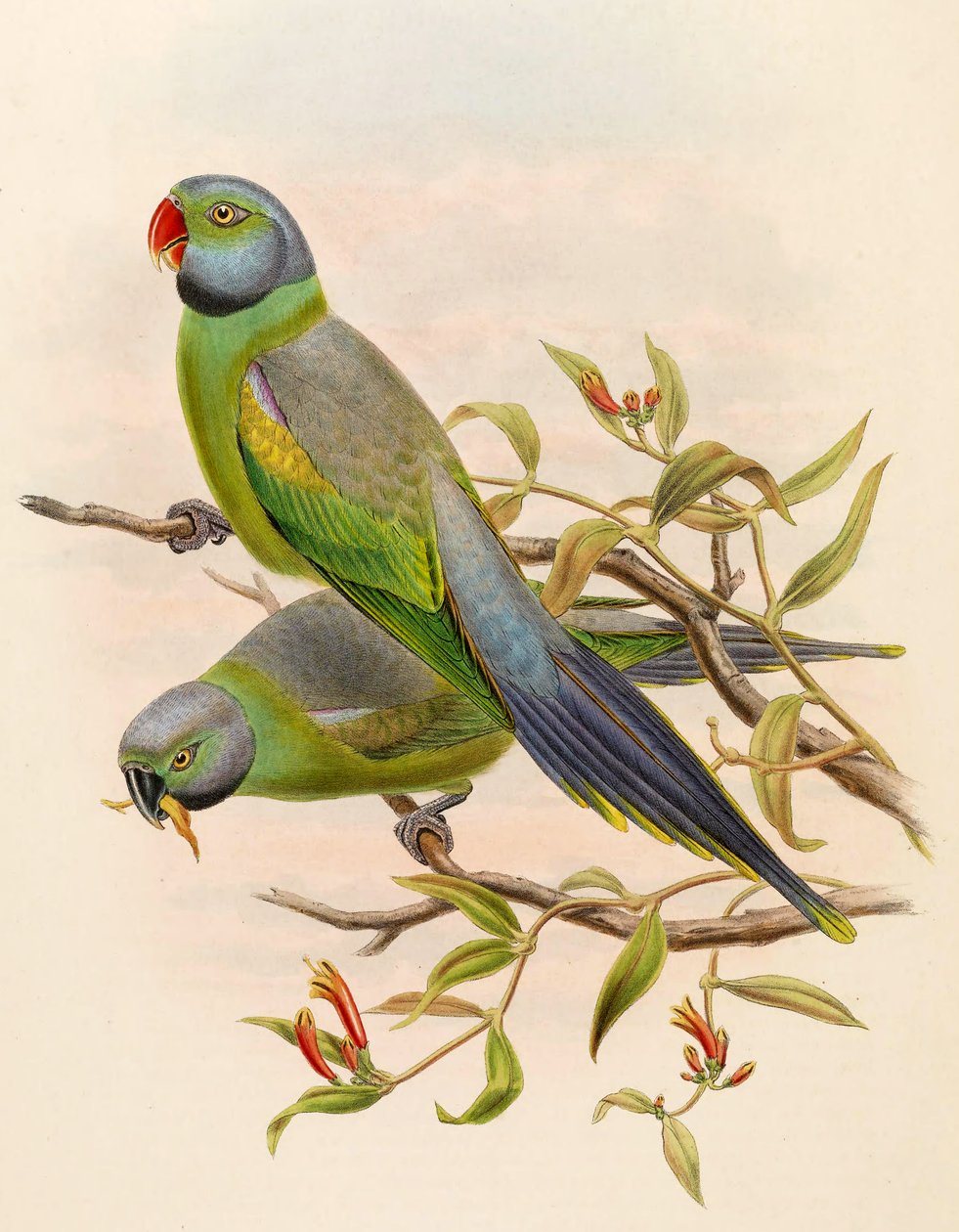 Palaeornis calthropae = Psittacula calthropae tekijältä John Gould