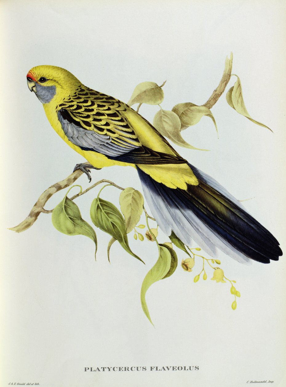 Platycercus Flaveolus tekijältä John Gould