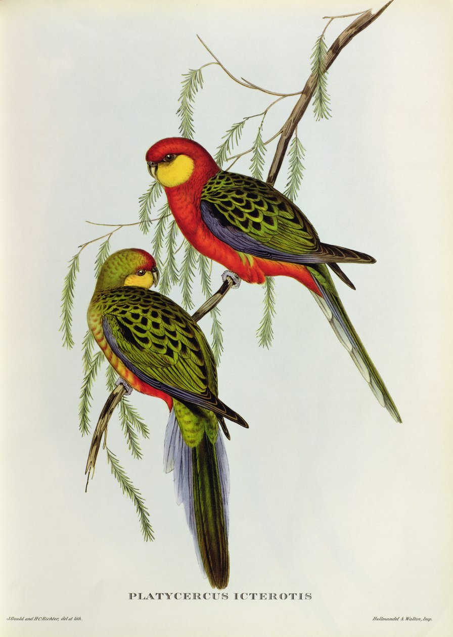Platycercus Icterotis tekijältä John Gould