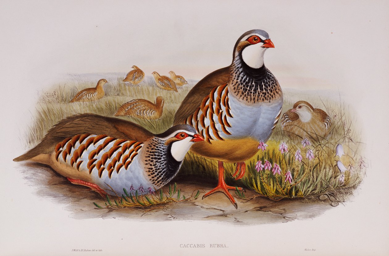 Punajalkaiset peltopyyt, 1862-73 tekijältä John Gould