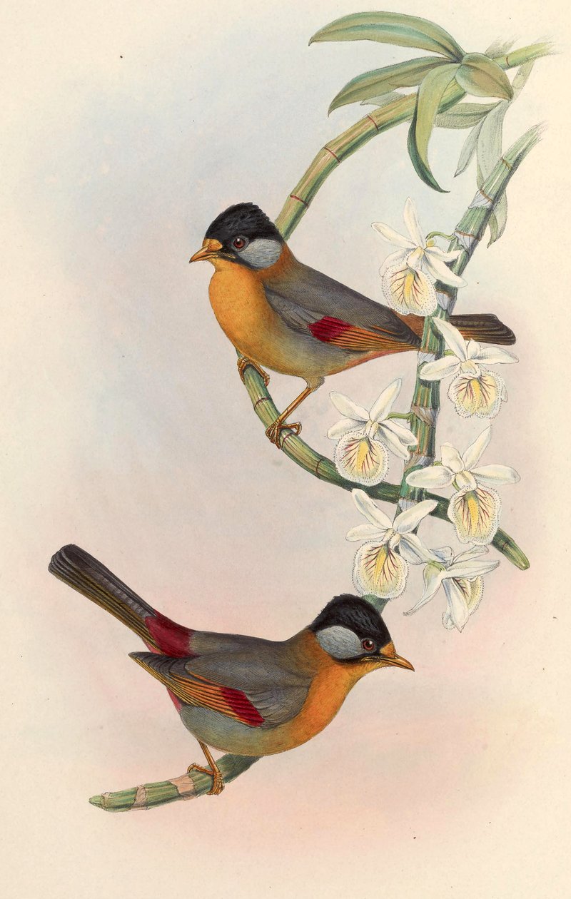 Hopeakorvainen mesia (hopeakorvainen Leiothrix) Leiothrix argentauris (Hodgson) tekijältä John Gould