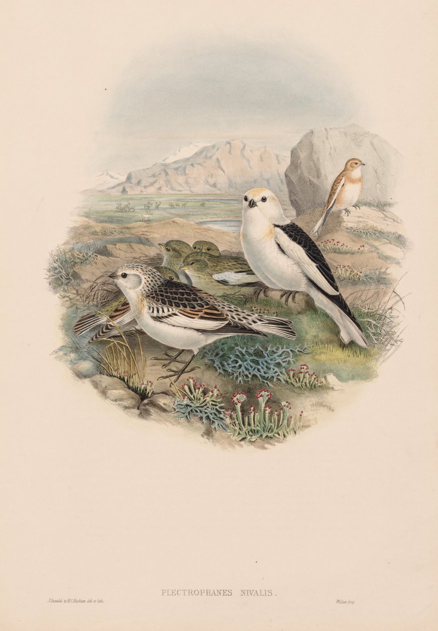 Ison-Britannian linnut: Plestrophanes nivalis. tekijältä John Gould