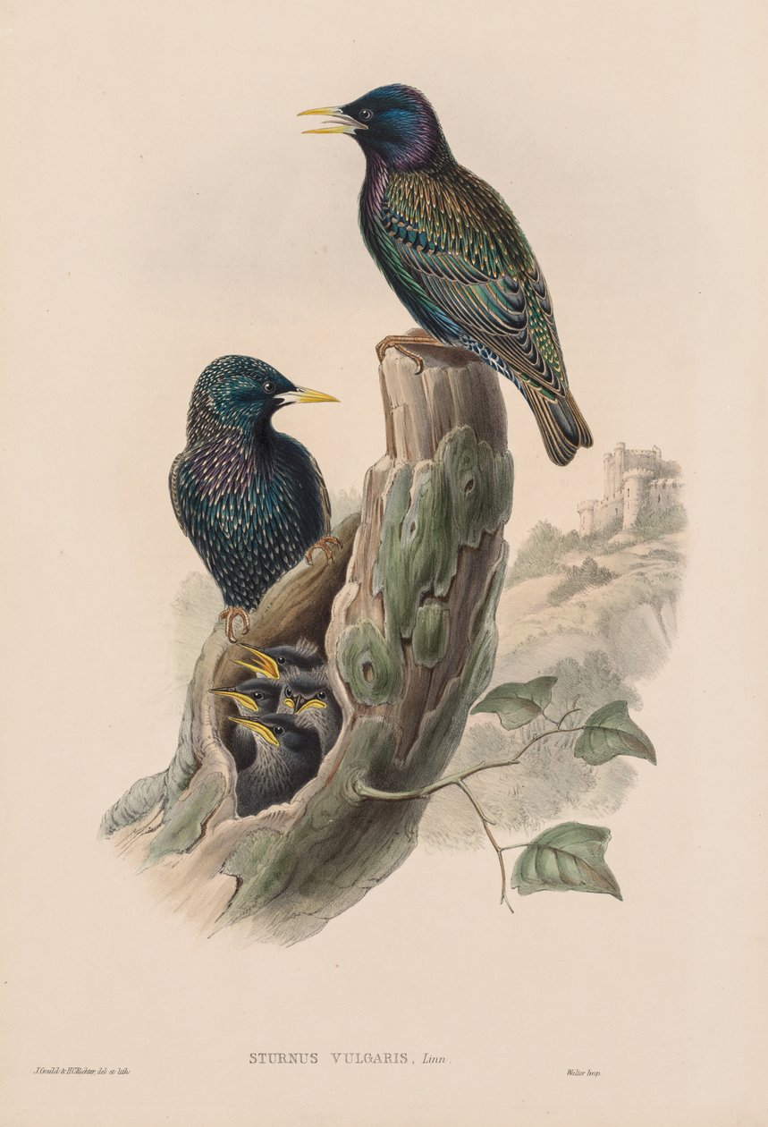 Ison-Britannian linnut: Sturnur vulgaris. tekijältä John Gould