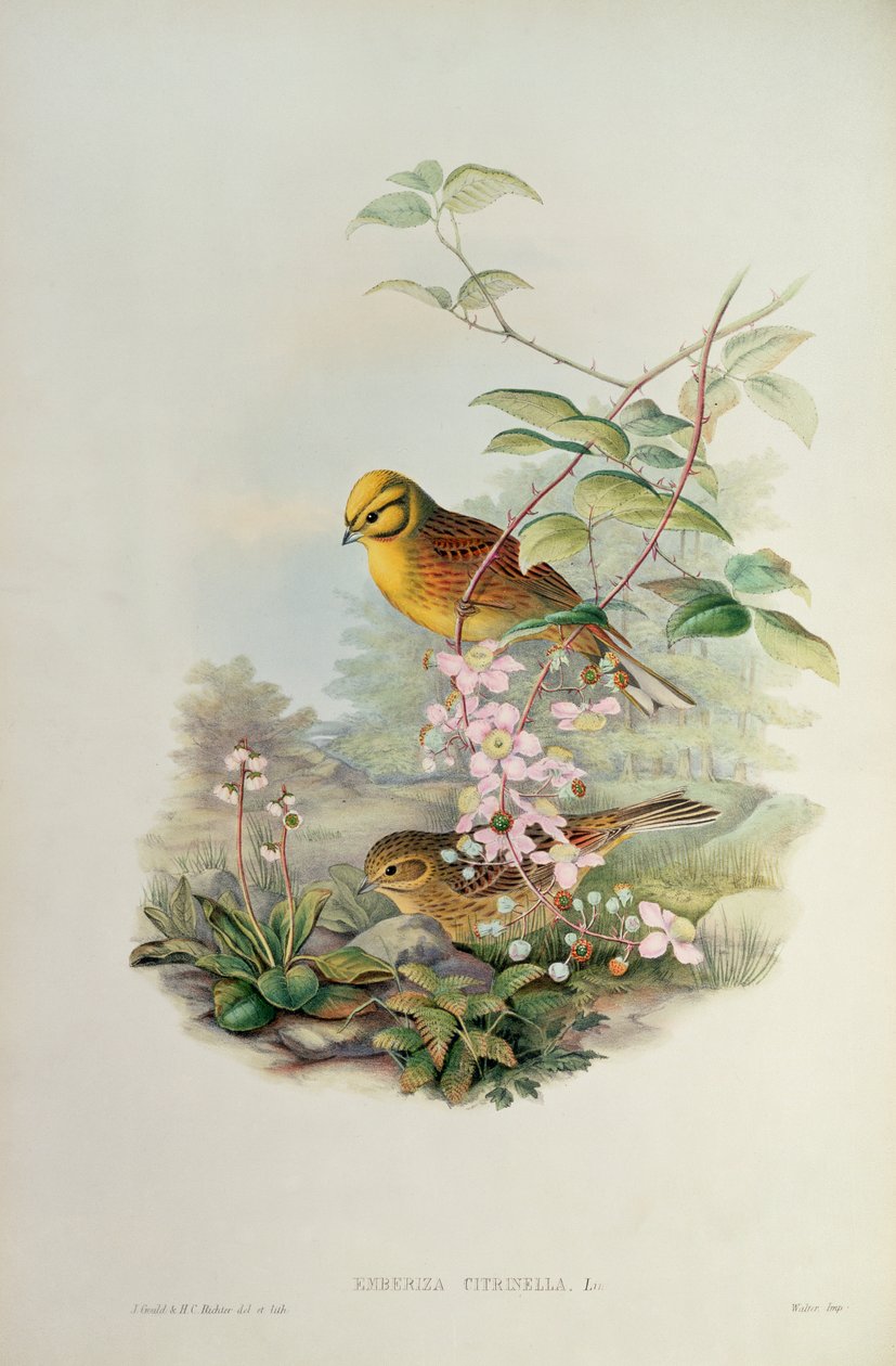 Keltainen vasara tekijältä John Gould