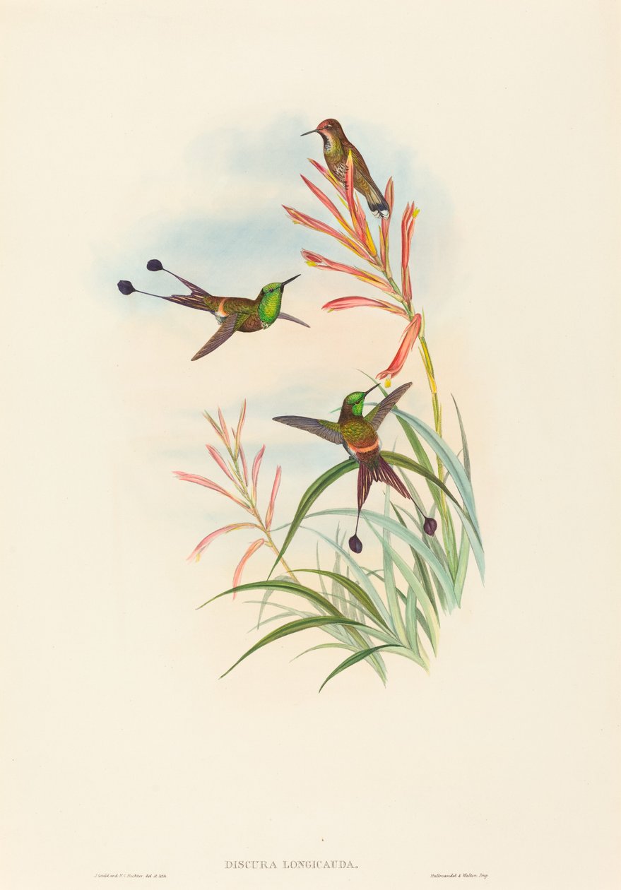 Discura longicauda (mailapyrstö) tekijältä John Gould and H.C. Richter