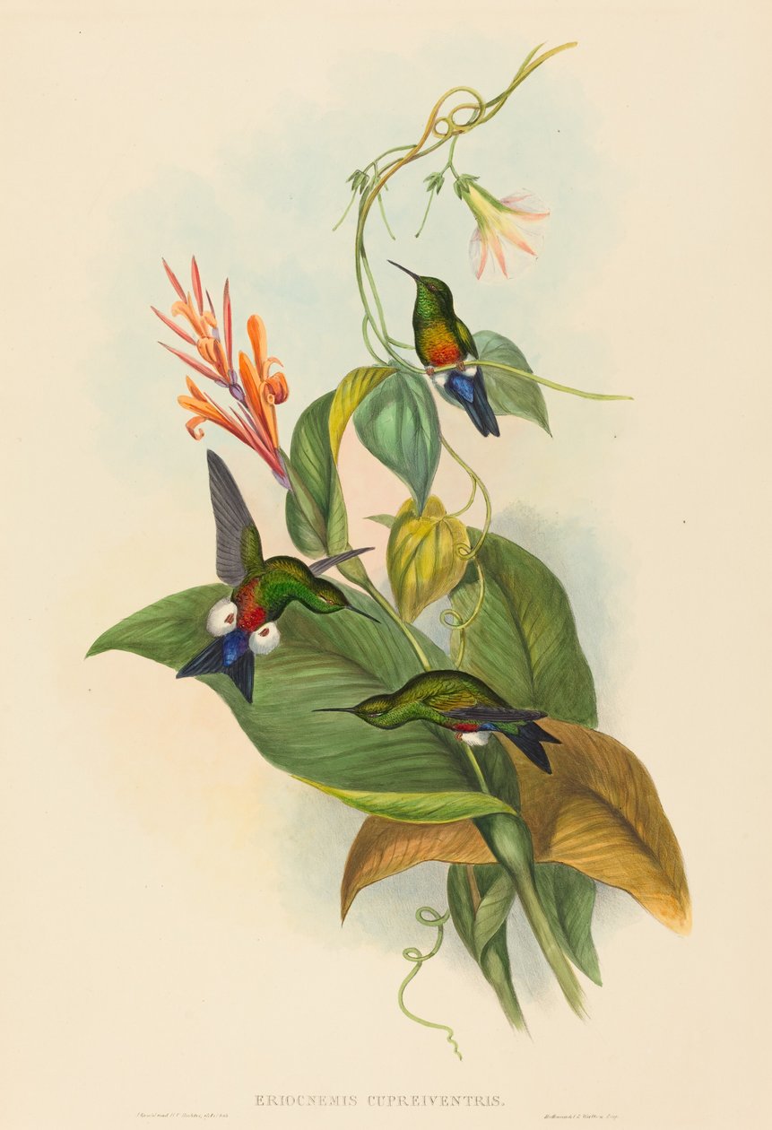 Eriocnemis cupreiventris (kuparinen tuulettuva puhvijalka) tekijältä John Gould and H.C. Richter