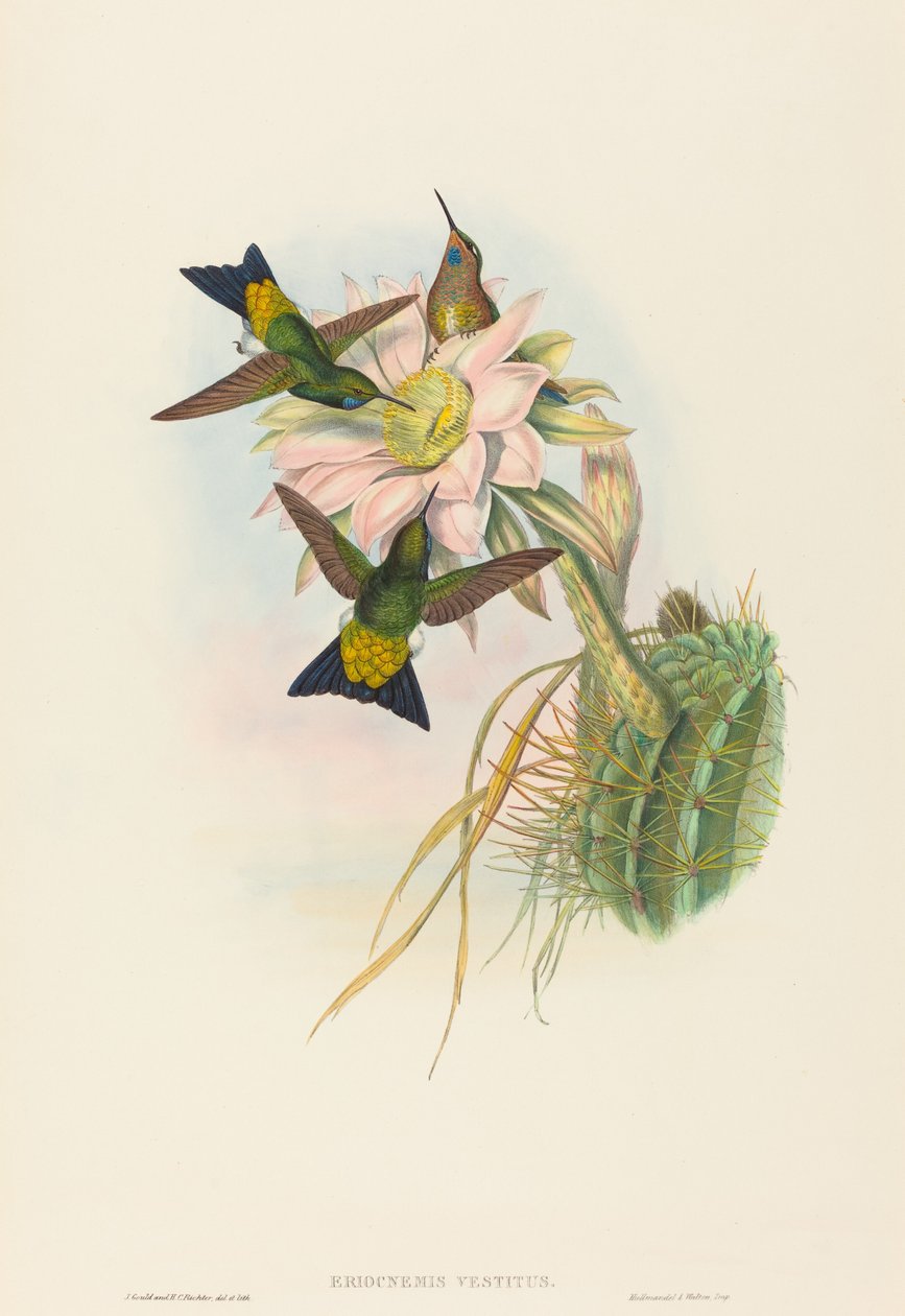 Glowing Puff-Leg (Glowing Puff-Leg) tekijältä John Gould and H.C. Richter